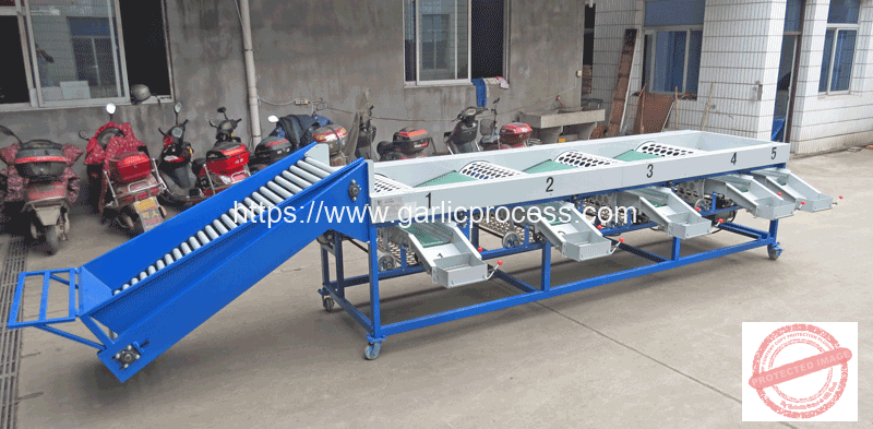 Automatic-Garlic-Size-Sorting-Grading-Machine-for-Ukraine-Customer